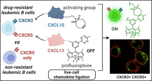 Chemo-Click: Receptor-Controlled and Bioorthogonal Chemokine Ligation for Real-Time Imaging of Drug-Resistant Leukemic B Cells