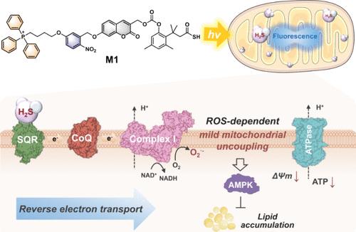 A Spatiotemporally Controlled and Mitochondria-Targeted Prodrug of Hydrogen Sulfide Enables Mild Mitochondrial Uncoupling for the Prevention of Lipid Deposition