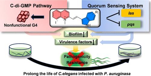 Cyclic Diguanylate G-Quadruplex Inducer-Quorum Sensing Inhibitor Hybrids as Bifunctional Anti-biofilm and Anti-virulence Agents Against Pseudomonas aeruginosa