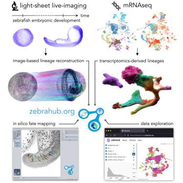 A multimodal zebrafish developmental atlas reveals the state-transition dynamics of late-vertebrate pluripotent axial progenitors