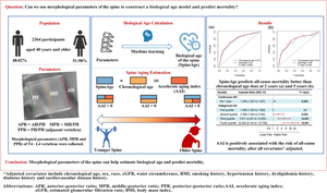 An explainable machine learning estimated biological age based on morphological parameters of the spine