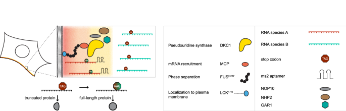 Selective RNA pseudouridinylation in situ by circular gRNAs in designer organelles