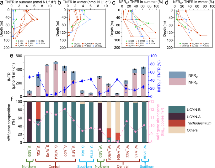 Light-driven integration of diazotroph-derived nitrogen in euphotic nitrogen cycle