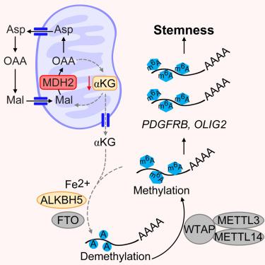 Metabolic regulation of the glioblastoma stem cell epitranscriptome by malate dehydrogenase 2