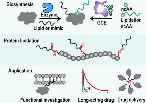 The Biosynthesis and Applications of Protein Lipidation