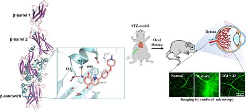 Structurally Minimalized and Druglike TGase2 Inhibitors Based on 7-Aminoquinoline-5,8-dione Scaffolds for the Treatment of Diabetic Retinopathy