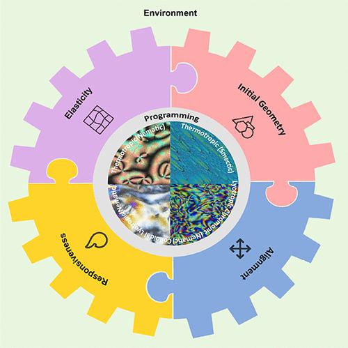 From Anisotropic Molecules and Particles to Small-Scale Actuators and Robots: An Account of Polymerized Liquid Crystals