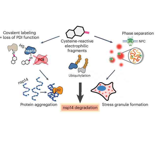 Delineating cysteine-reactive compound modulation of cellular proteostasis processes