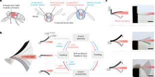 Antagonistic-contracting high-power photo-oscillators for multifunctional actuations