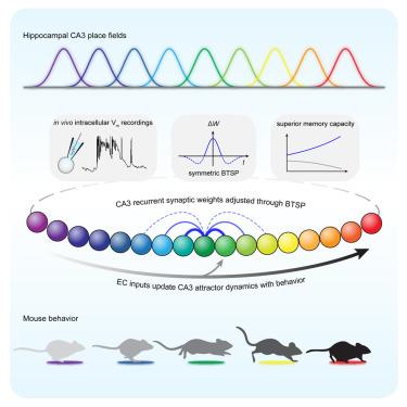 Mechanisms of memory-supporting neuronal dynamics in hippocampal area CA3