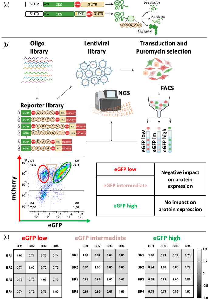 Suppressive cancer nonstop extension mutations increase C-terminal hydrophobicity and disrupt evolutionarily conserved amino acid patterns