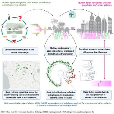 Clade I mpox virus genomic diversity in the Democratic Republic of the Congo, 2018–2024: Predominance of zoonotic transmission