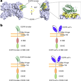 Computational design of protein binders that boost the antitumour efficacy of CAR T cells