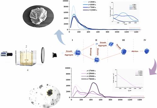 Revealing Crystal Aggregates’ Evolution through In Situ Visualization in Cooling Crystallization