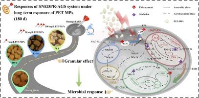 Responses of SNEDPR-AGS system under long-term exposure of polyethylene terephthalate microplastics for treating low C/N wastewater: granular effect and microbial structure