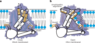 TMEM63B scrambles phospholipids in response to changes in membrane structure