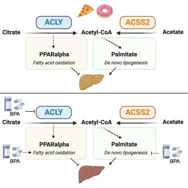 Bempedoic acid suppresses diet-induced hepatic steatosis independently of ATP-citrate lyase