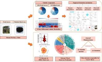 Insight into volatile metabolites and key odorants in black teas processed from Jianghua Kucha tea germplasm (Camellia sinensis var. assamica cv. Jianghua)