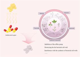 Understanding the synergistic sensitization of natural products and antibiotics: An effective strategy to combat MRSA