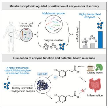 Metatranscriptomics-guided discovery and characterization of a polyphenol-metabolizing gut microbial enzyme