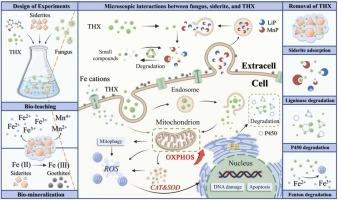 Deciphering the biodegradation of thiamethoxam by Phanerochaete chrysosporium with natural siderite: synergistic mechanisms, transcriptomics characterization, and molecular simulation