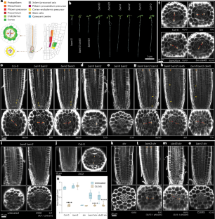 Antagonistic CLE peptide pathways shape root meristem tissue patterning