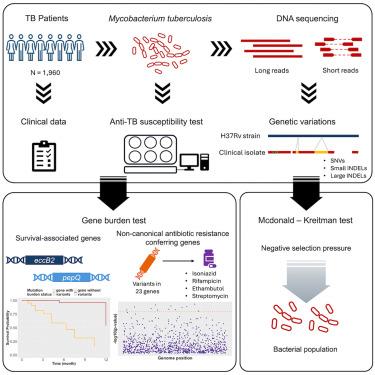 Comprehensive analysis of Mycobacterium tuberculosis genomes reveals genetic variations in bacterial virulence