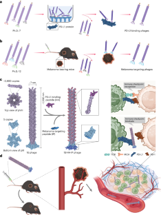 Filamentous phages as tumour-targeting immunotherapeutic bionanofibres