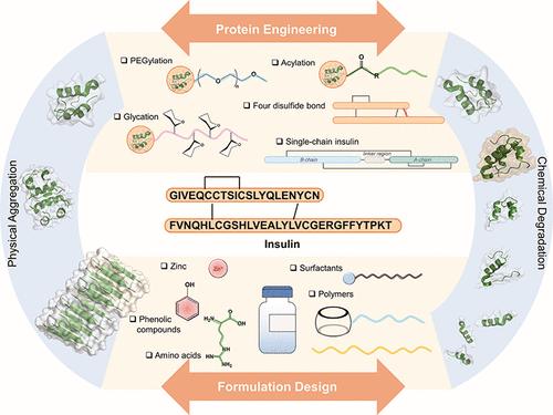 Insulin Stabilization Designs for Enhanced Therapeutic Efficacy and Accessibility.