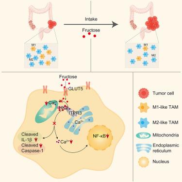 Hexokinase 2 senses fructose in tumor-associated macrophages to promote colorectal cancer growth