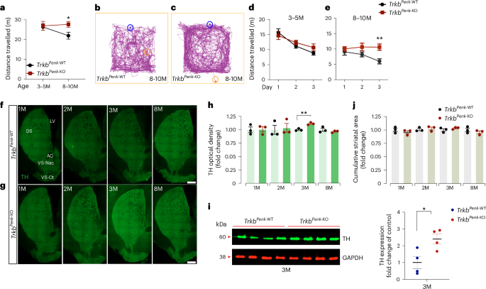 Impaired striatal glutathione–ascorbate metabolism induces transient dopamine increase and motor dysfunction