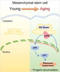 Impaired stemness in aging periodontal ligament stem cells is mediated by the progerin/endoplasmic reticulum stress/p53 axis