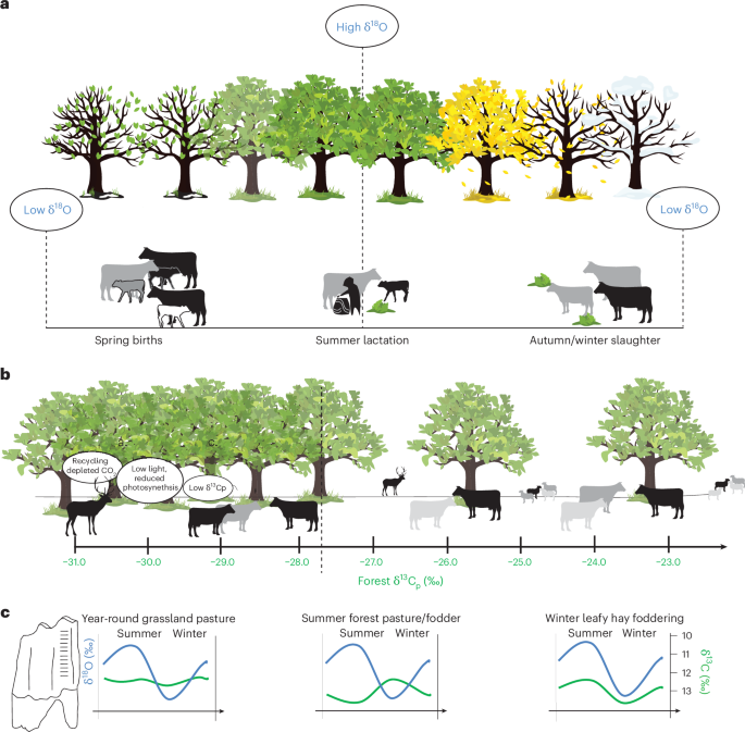 Diverse prehistoric cattle husbandry strategies in the forests of Central Europe