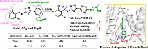 Structural Modification and Pharmacological Evaluation of (Thiadiazol-2-yl)pyrazines as Novel Piezo1 Agonists for the Intervention of Disuse Osteoporosis.