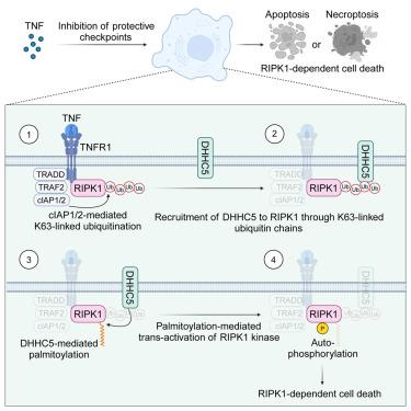 Palmitoylation licenses RIPK1 kinase activity and cytotoxicity in the TNF pathway