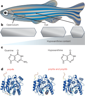 Genes and crystals are not so separate