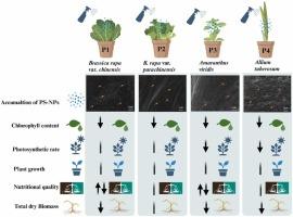 Foliar implications of polystyrene nanoplastics on leafy vegetables and its ecological consequences