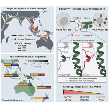 An archaic HLA class I receptor allele diversifies natural killer cell-driven immunity in First Nations peoples of Oceania