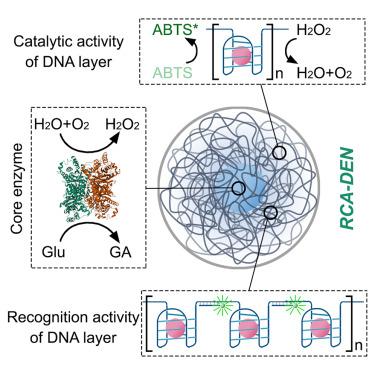 Rolling circle amplification-based DNA-enzyme nanostructure for immobilization and functionalization of enzymes