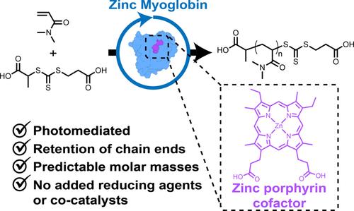 Catalyzing PET-RAFT Polymerizations Using Inherently Photoactive Zinc Myoglobin.