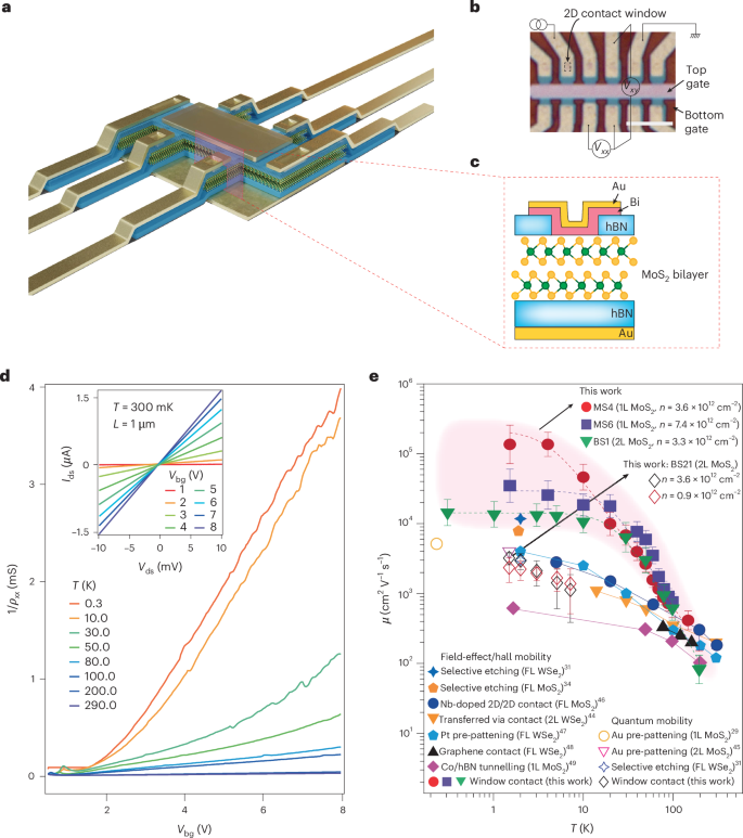 Fractional quantum Hall phases in high-mobility n-type molybdenum disulfide transistors