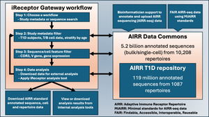 The Type 1 Diabetes T Cell Receptor and B Cell Receptor Repository in the AIRR Data Commons: a practical guide for access, use and contributions through the Type 1 Diabetes AIRR Consortium.