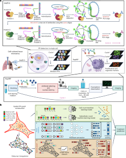 Spatially resolved subcellular protein–protein interactomics in drug-perturbed lung-cancer cultures and tissues