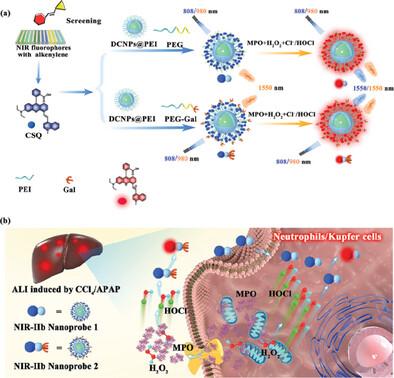 Selective Twin NIR-IIb Ratiometric Luminescence Nanoprobes Enable the Accurate Visualization of MPO-Mediated Oxidative Stress in Acute Liver Injury