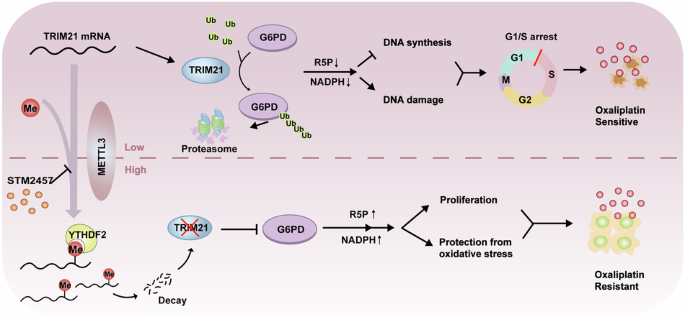 METTL3 confers oxaliplatin resistance through the activation of G6PD-enhanced pentose phosphate pathway in hepatocellular carcinoma