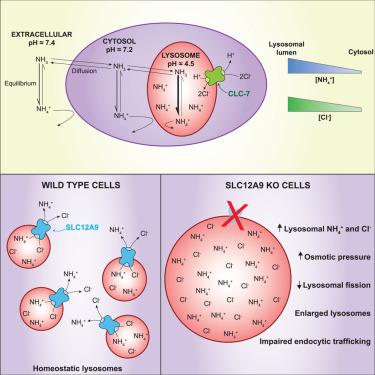 An SLC12A9-dependent ion transport mechanism maintains lysosomal osmolarity