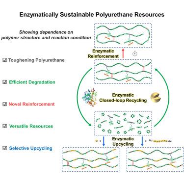 Exploring enzymatic degradation, reinforcement, recycling, and upcycling of poly(ester)s-poly(urethane) with movable crosslinks