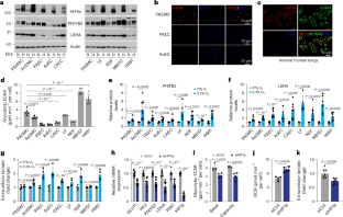 Branched-chain α-ketoacids aerobically activate HIF1α signalling in vascular cells