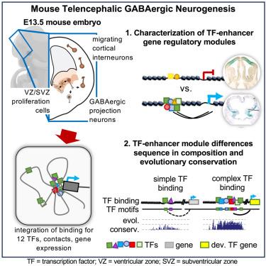 Combinatorial transcription factor binding encodes cis-regulatory wiring of mouse forebrain GABAergic neurogenesis