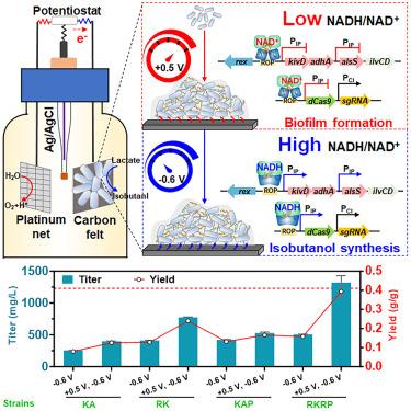 Electro-controlled distribution of reducing equivalents to boost isobutanol biosynthesis in microbial electro-fermentation of S. oneidensis